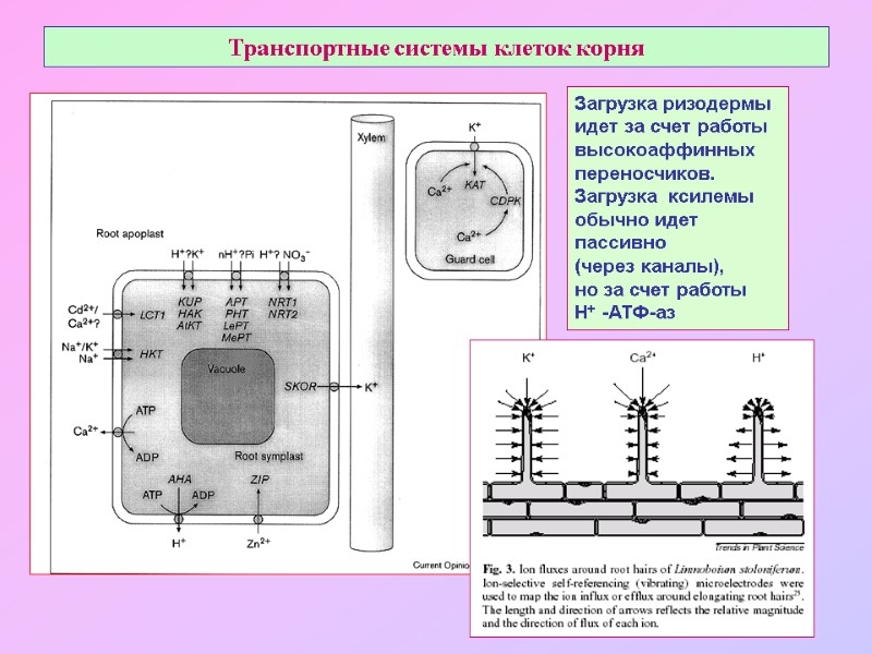 Транспортные системы клеток корня Загрузка ризодермы  идет за счет работы высокоаффинных переносчиков. 